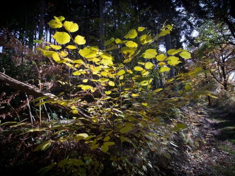 Strauch im Sonnenlicht des Herbstes