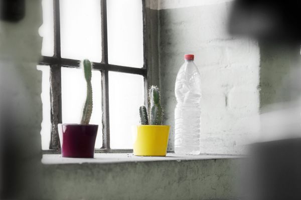 Fensterstillleben, Fabrikfenster mit Kaktus
